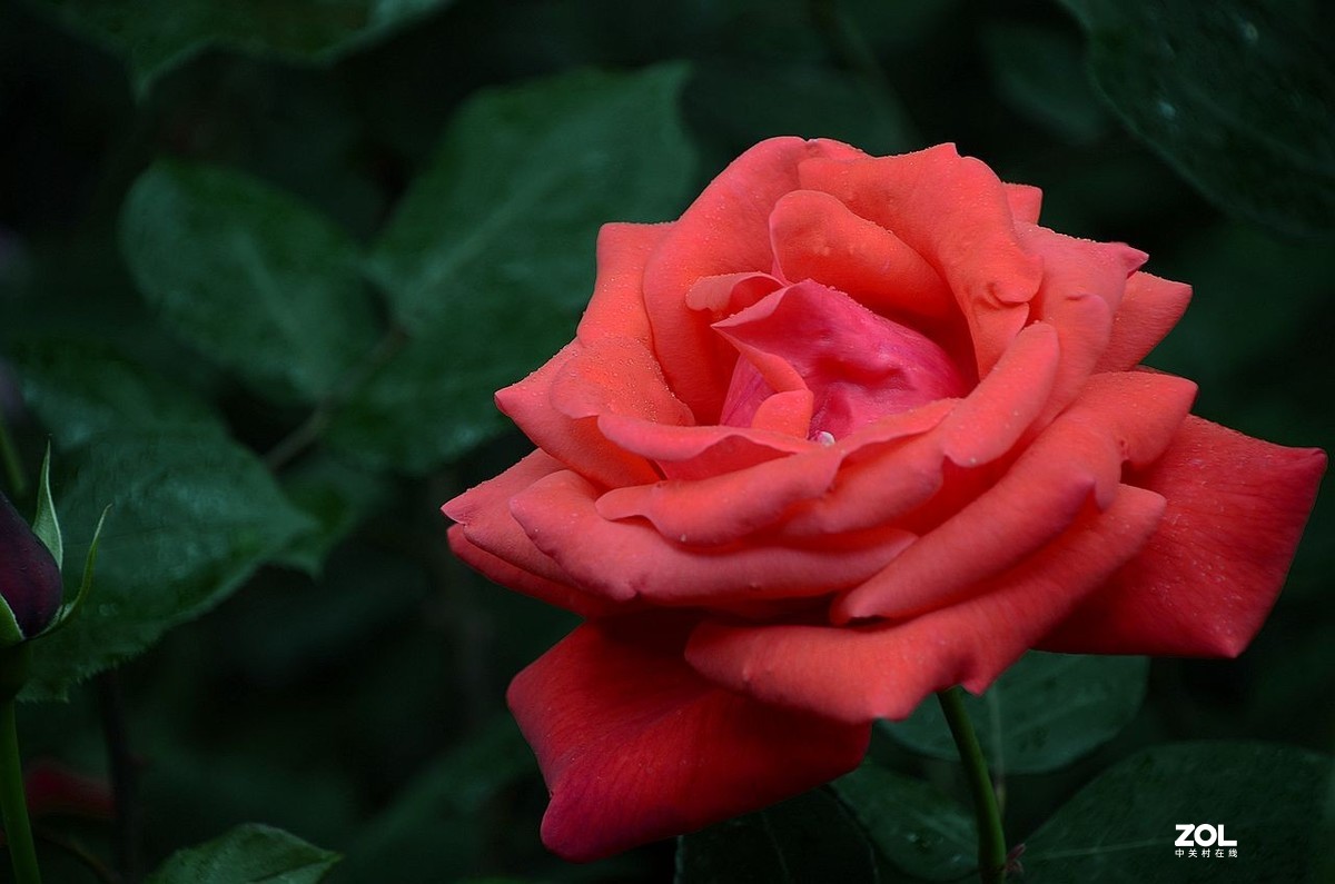 红 月 季 花 -------。。