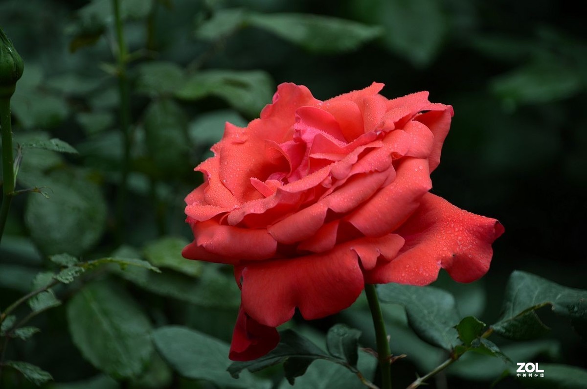 红 月 季 花 -------。。