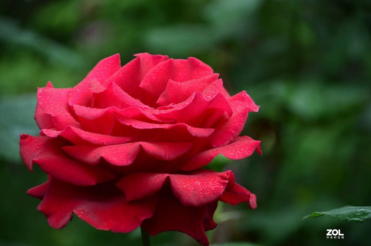 红 月 季 花 -------。。