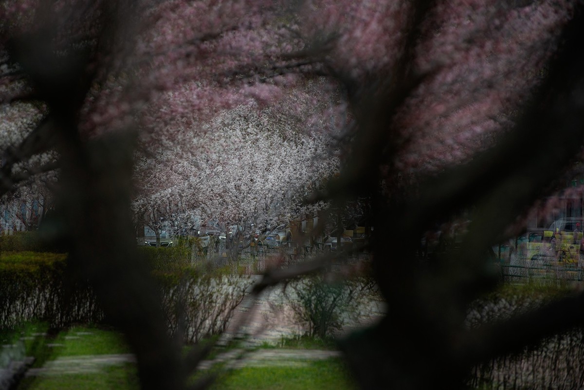 多重曝光拍杏花