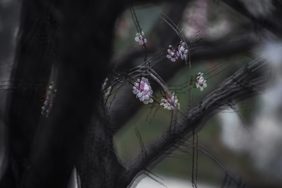多重曝光拍杏花