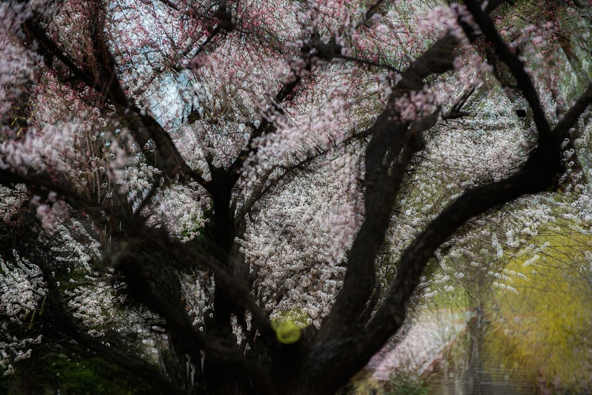 多重曝光拍杏花