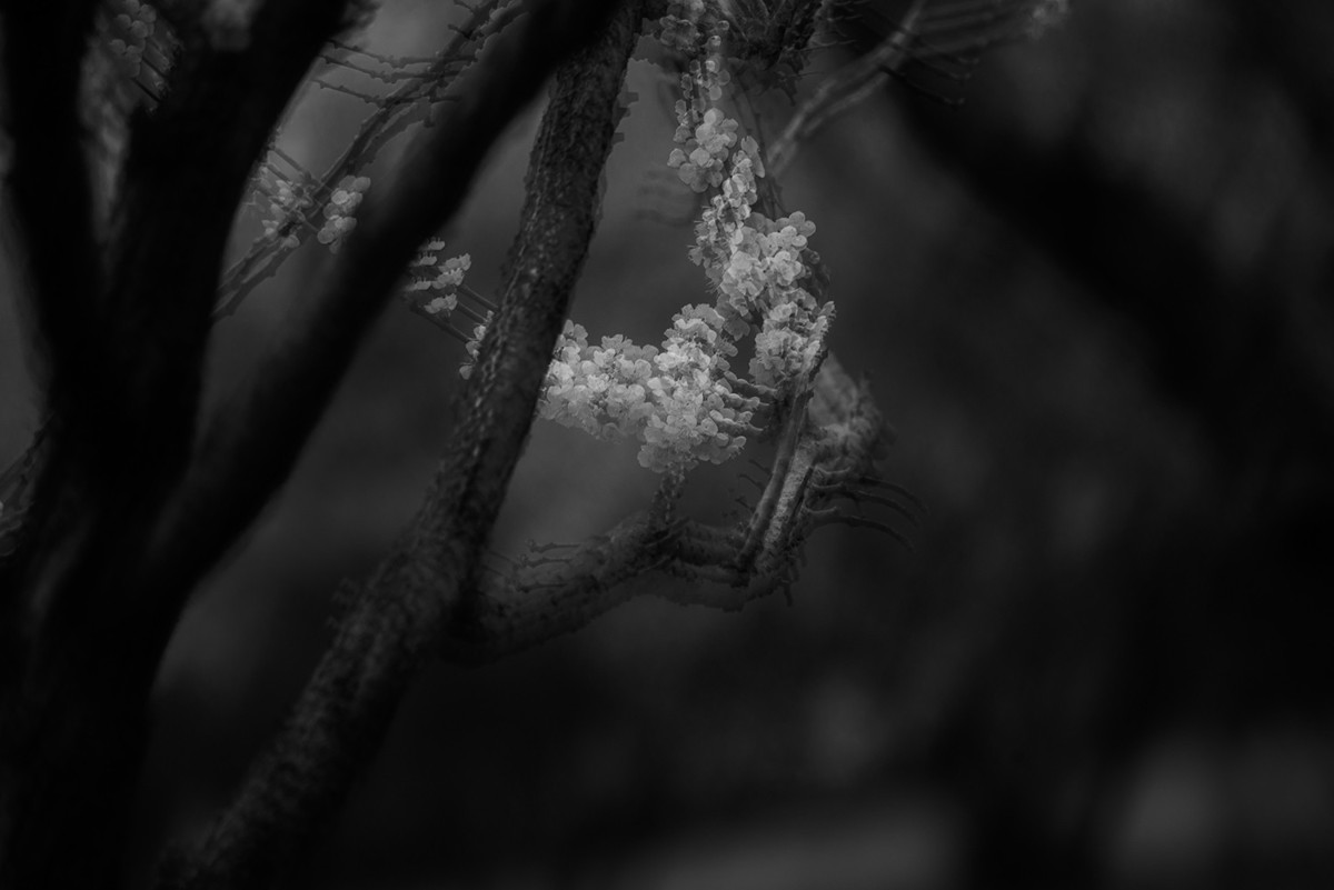 多重曝光拍杏花