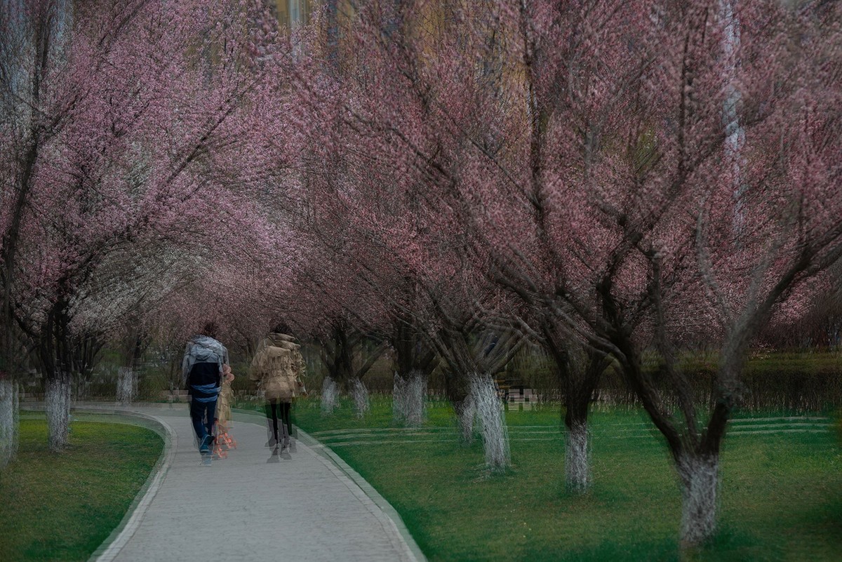 多重曝光拍杏花