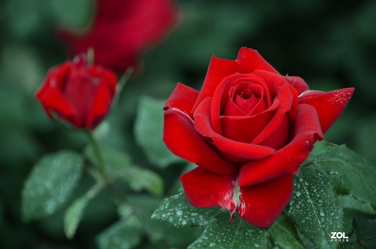 红 月 季 花 -------。。