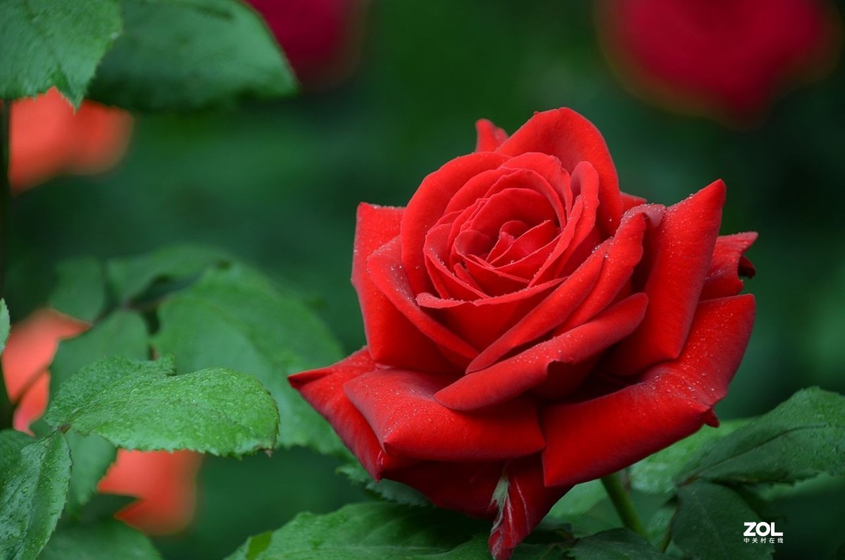 红 月 季 花 -------。。