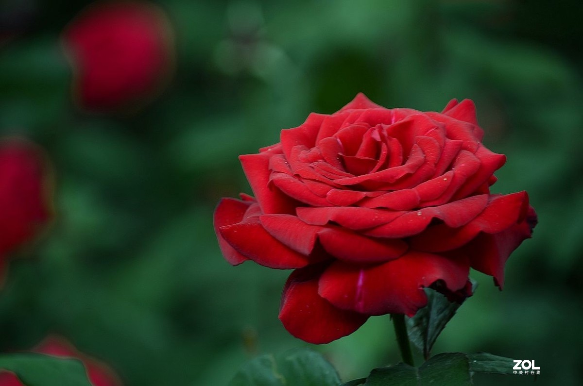 红 月 季 花 -------。。