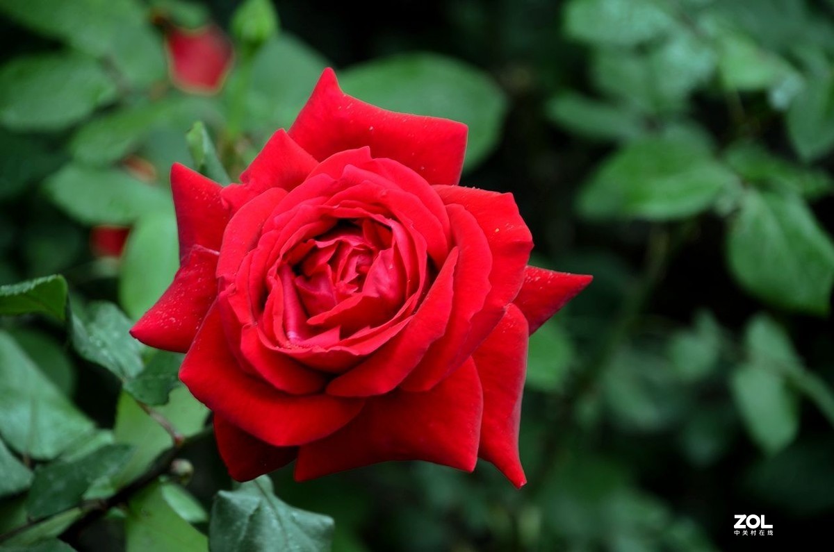 红 月 季 花 -------。。