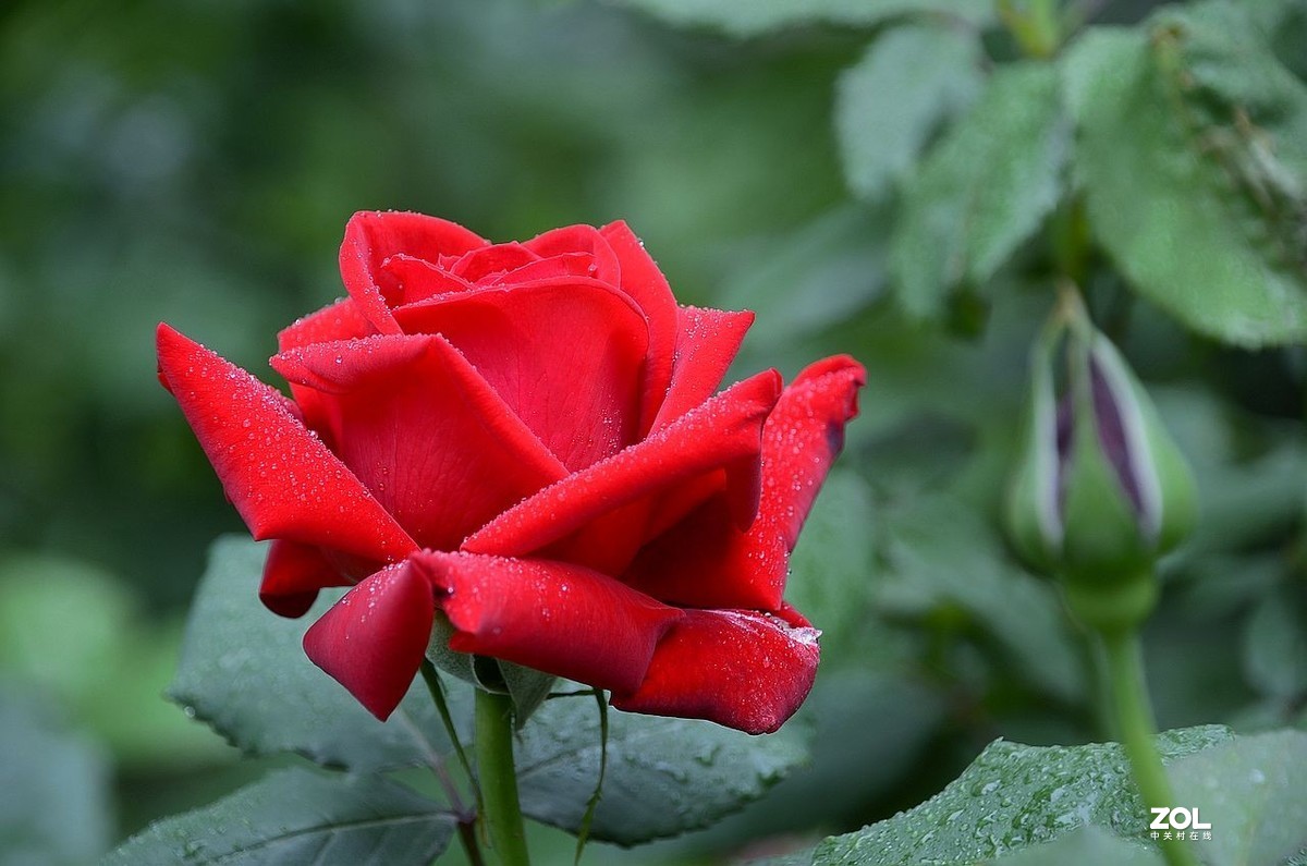 红 月 季 花 -------。。