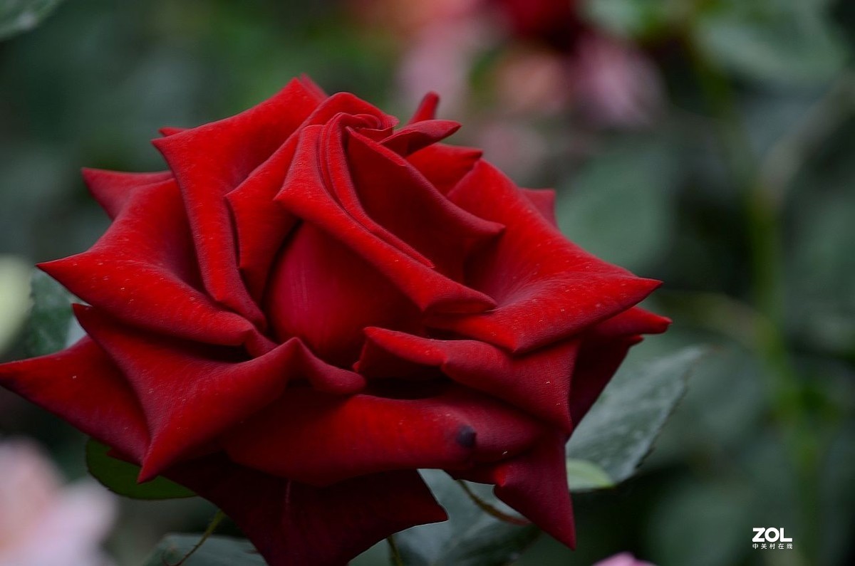 红 月 季 花 -------。。