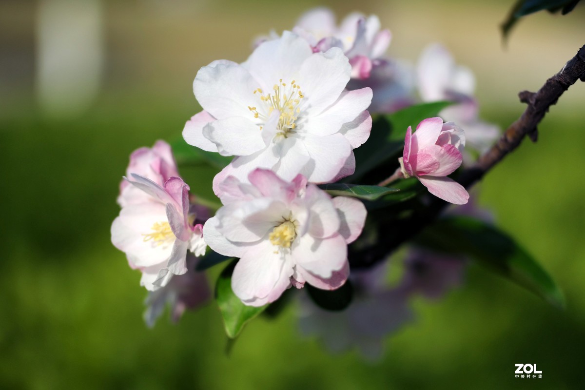 春天里“百花香”