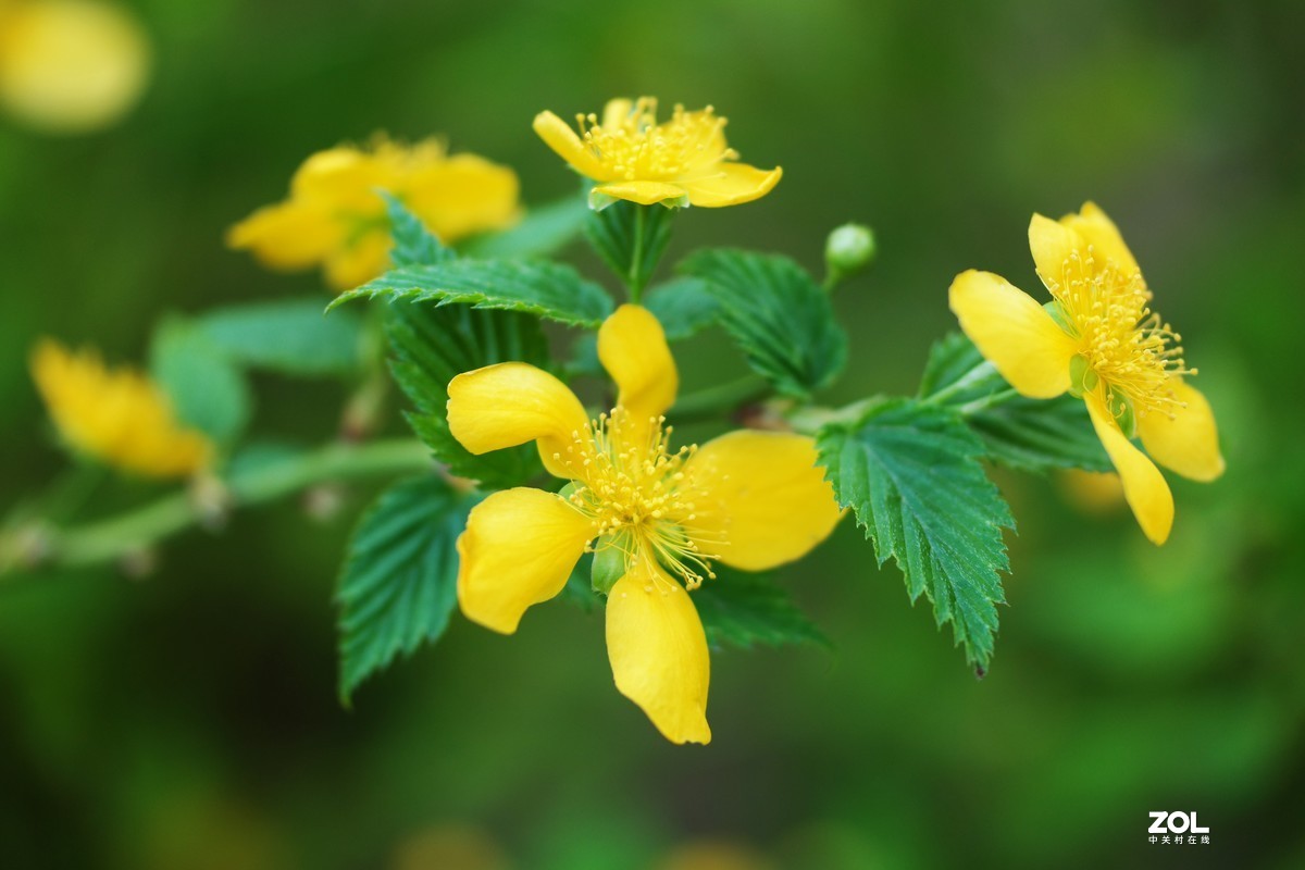 春天里“百花香”