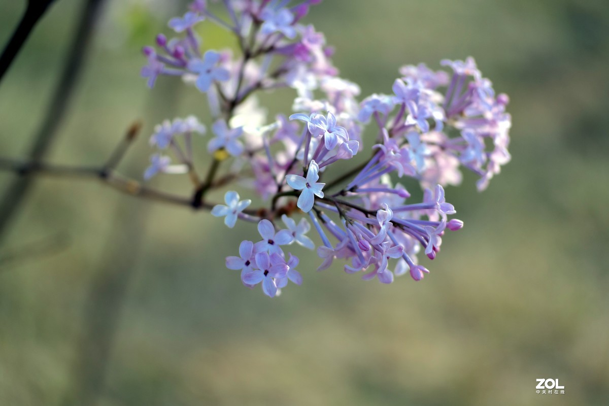 春天里“百花香”