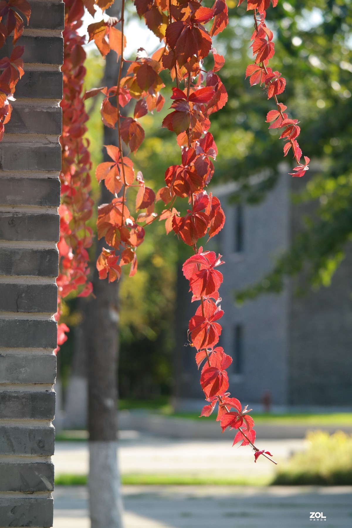 春天里“百花香”