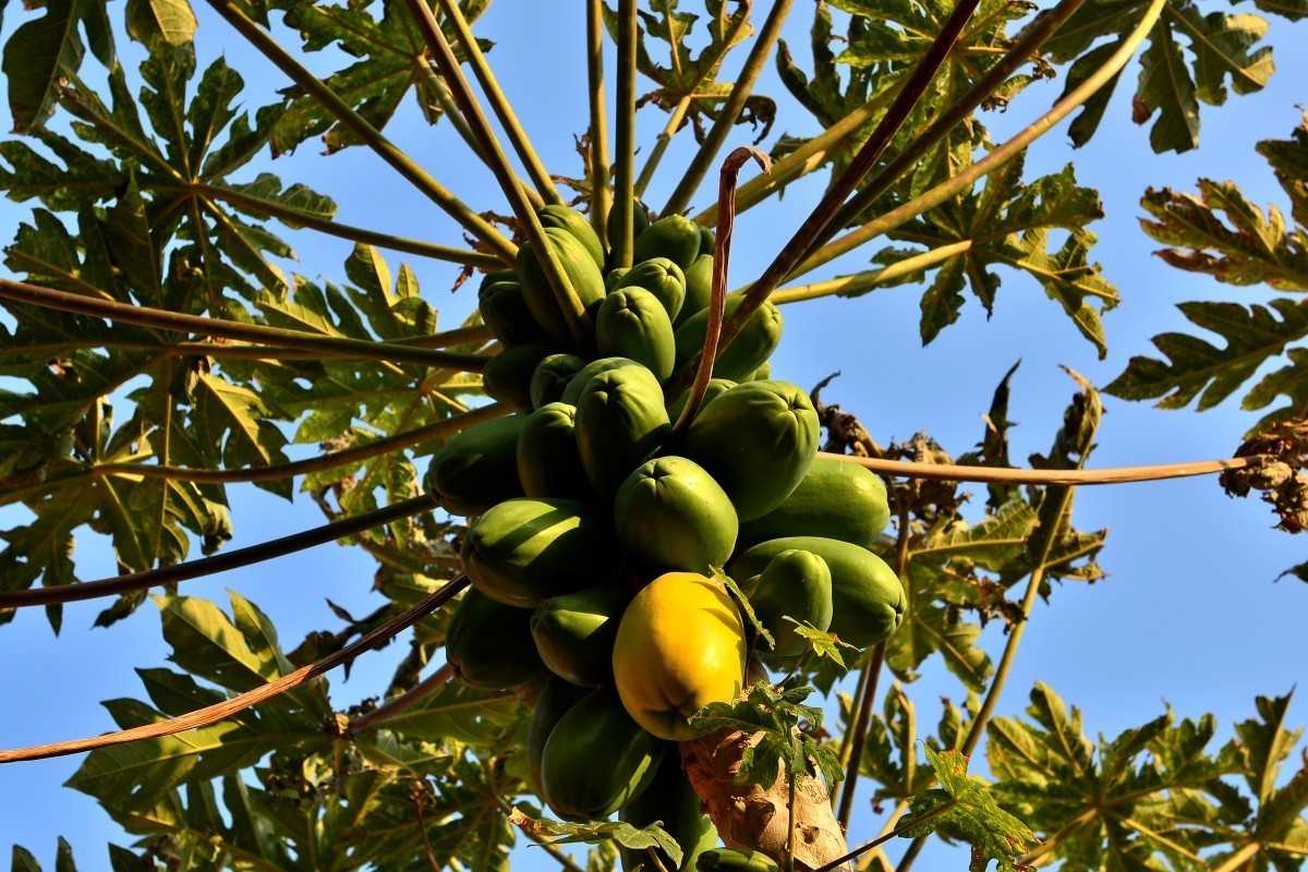 迤沙拉村风光（3）