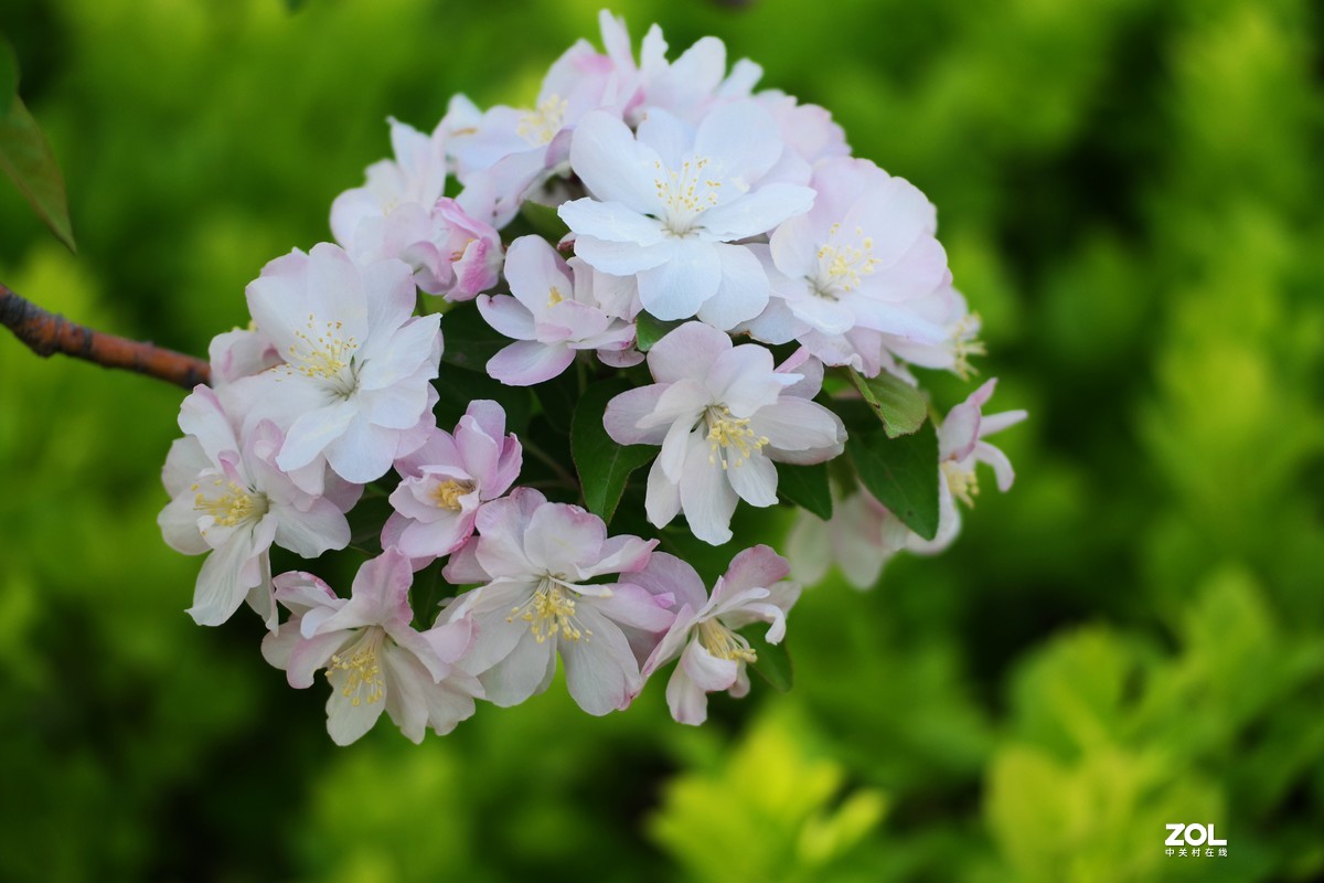 春天里“百花香”