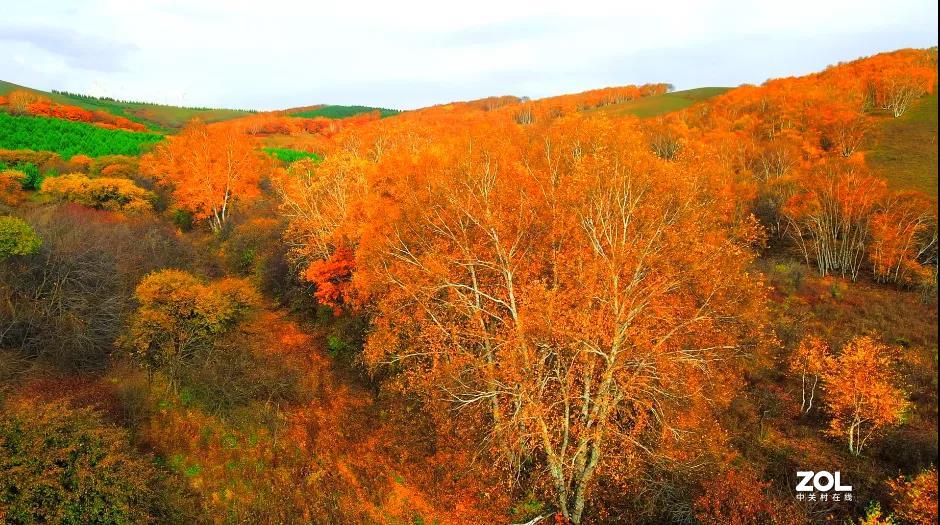 不来乌兰坝，怎知秋色如此撩人