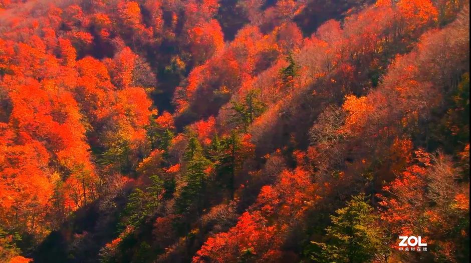 不来乌兰坝，怎知秋色如此撩人