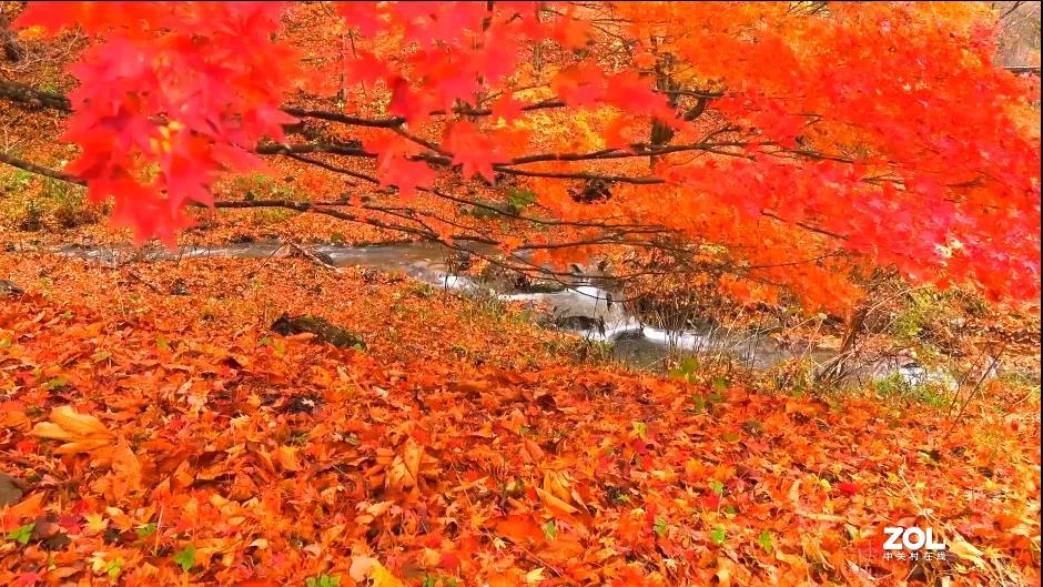 不来乌兰坝，怎知秋色如此撩人