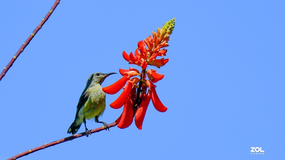 花中寻蜜