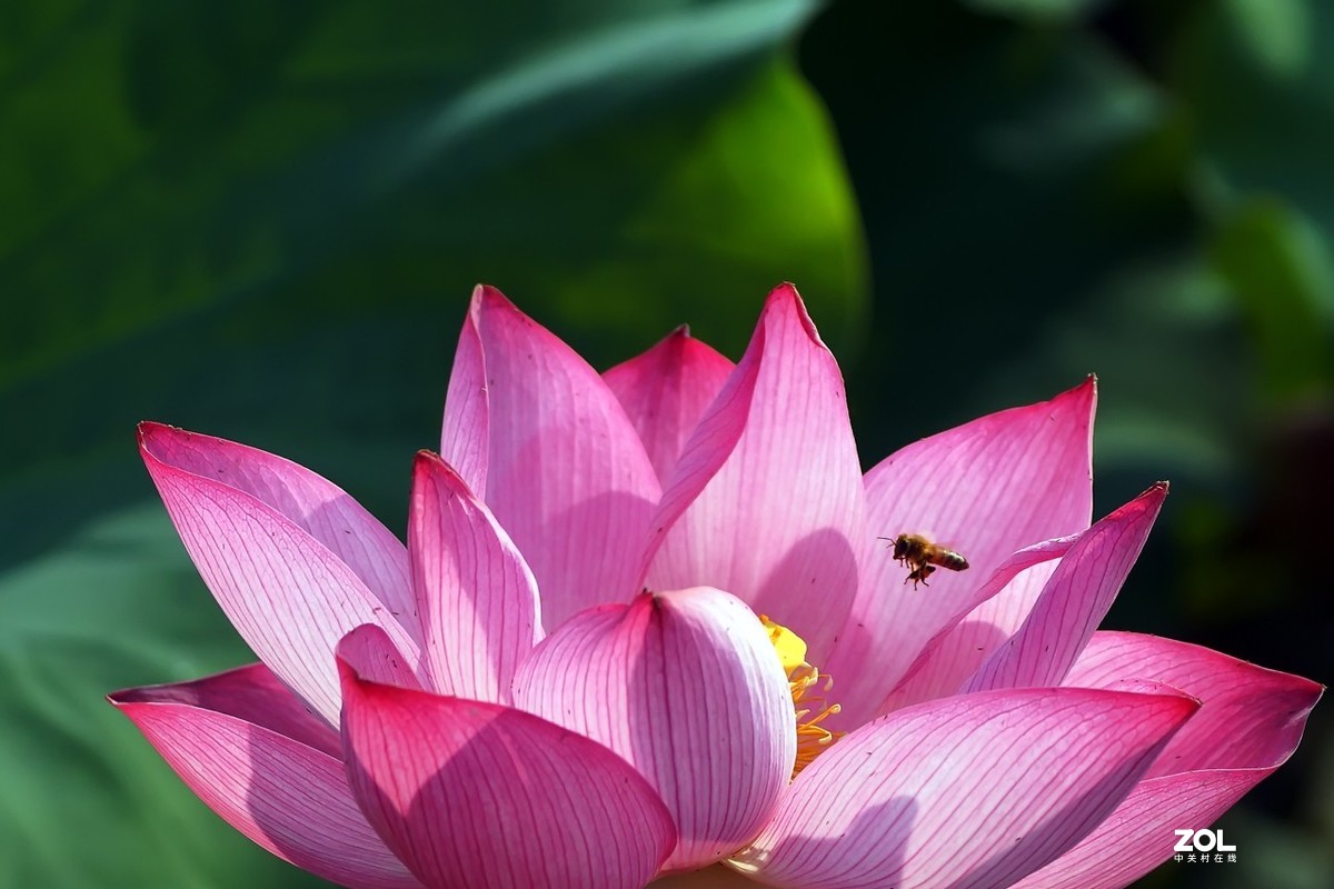 老箱底_荷花与小蜜蜂