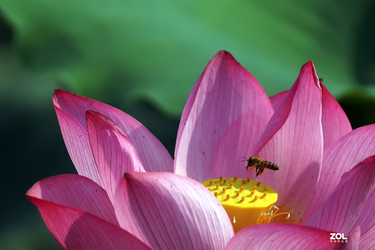 老箱底_荷花与小蜜蜂