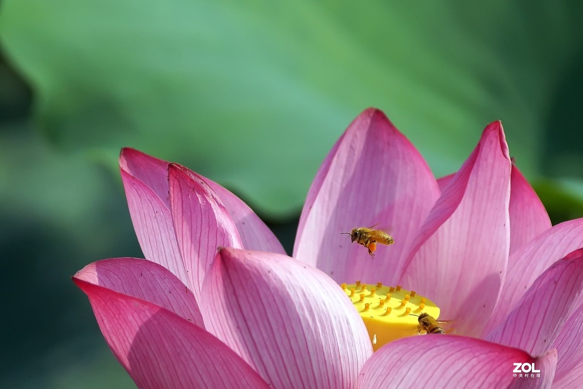 老箱底_荷花与小蜜蜂