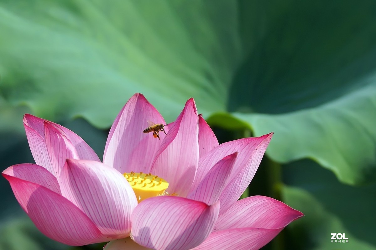 老箱底_荷花与小蜜蜂