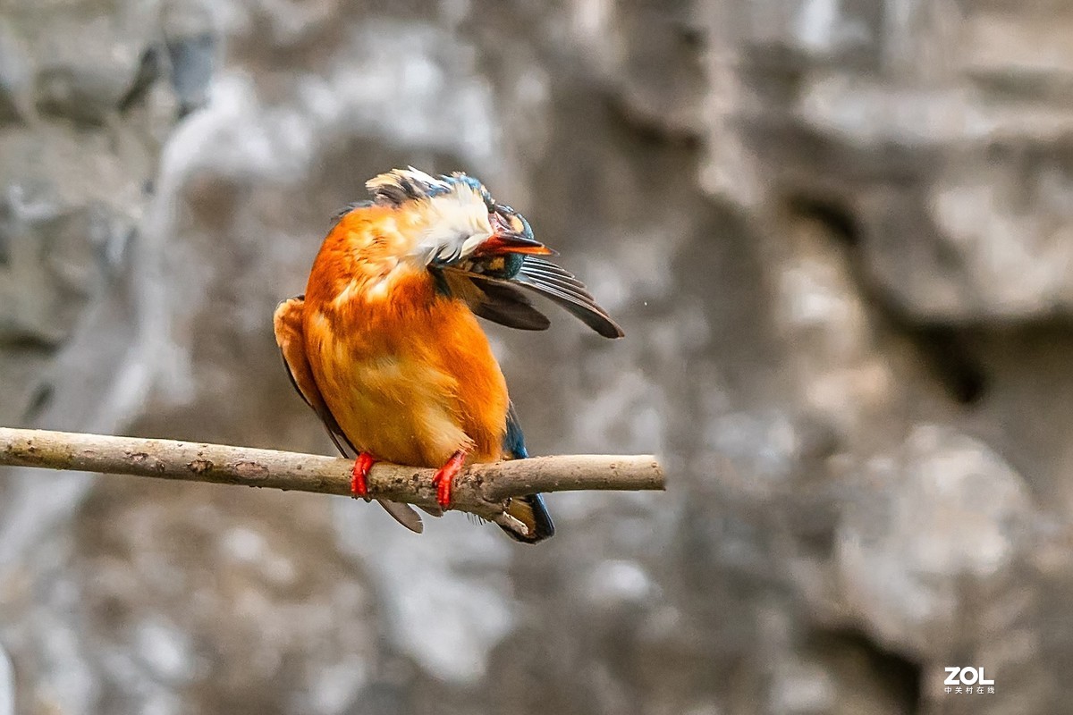 爱美会打扮的小翠