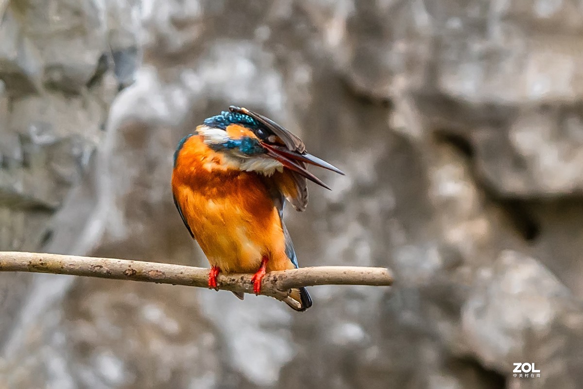 爱美会打扮的小翠