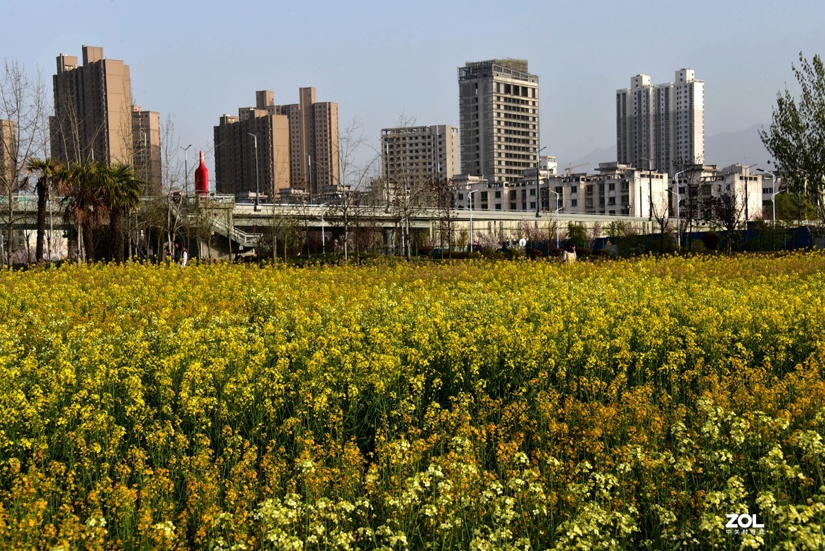 春花之多彩油菜花（10P），祝大家劳动节快乐！