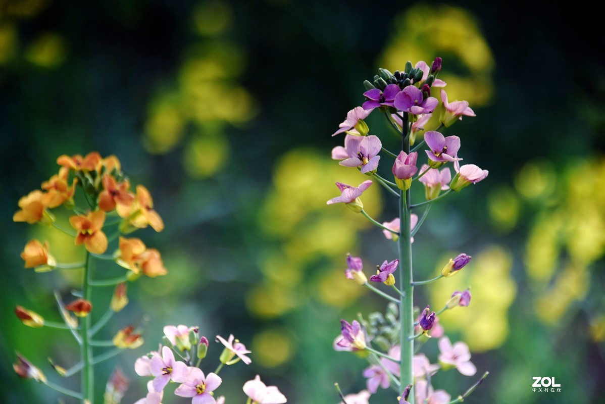 春花之多彩油菜花（10P），祝大家劳动节快乐！