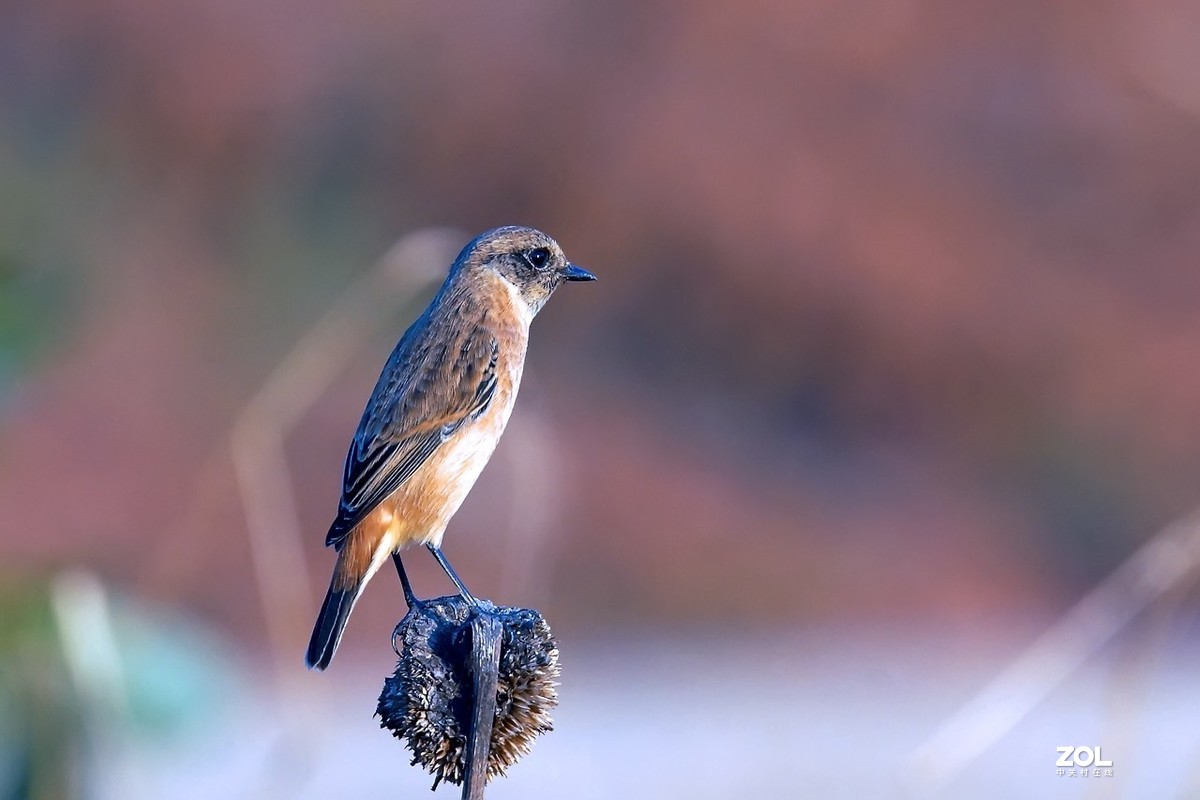旧片_黑喉石鵖14
