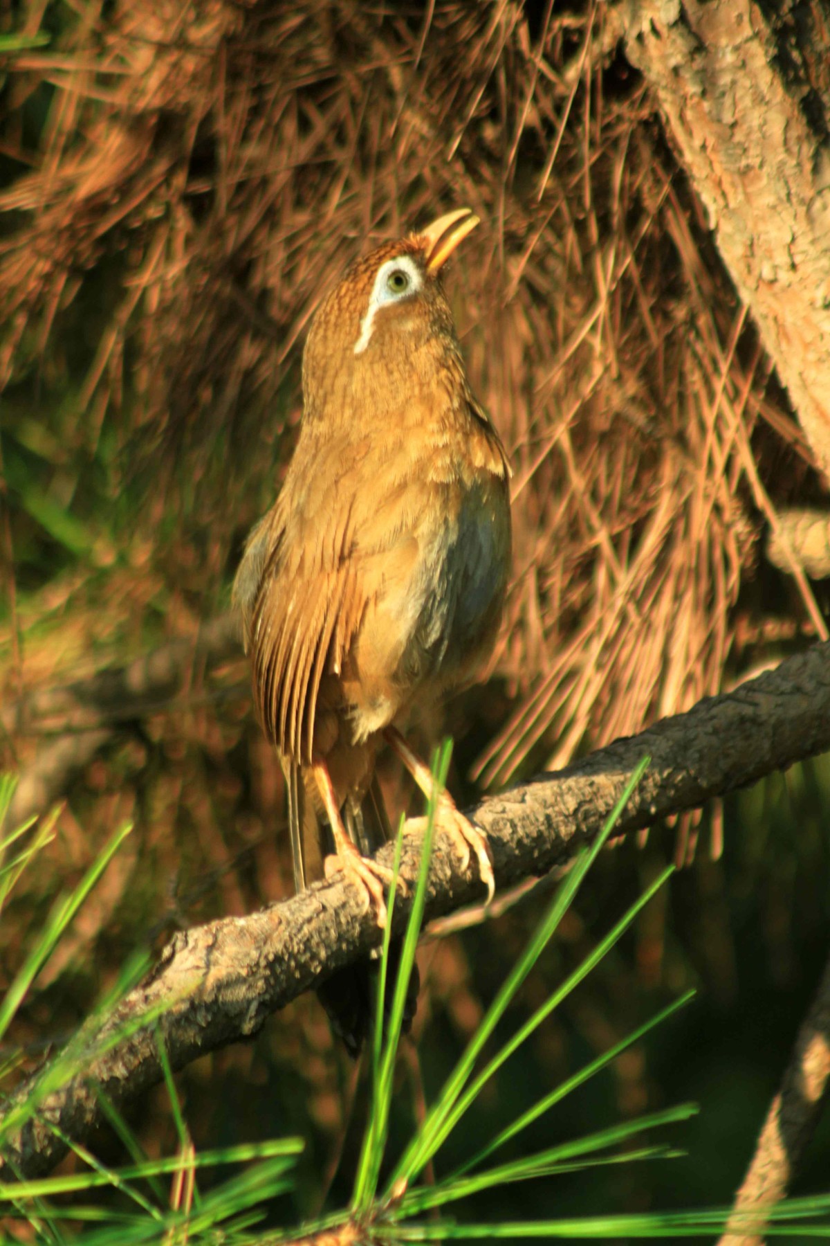 笼中之鸟画眉出笼