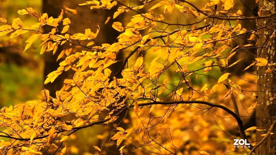 不来乌兰坝，怎知秋色如此撩人