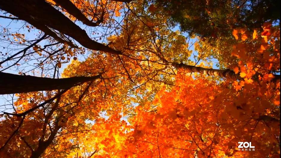 不来乌兰坝，怎知秋色如此撩人