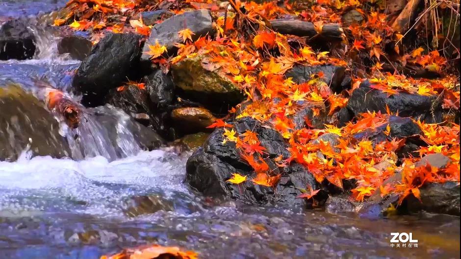 不来乌兰坝，怎知秋色如此撩人