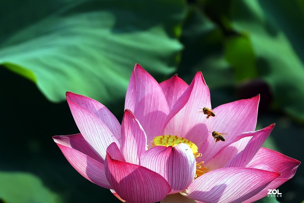 老箱底_荷花与小蜜蜂