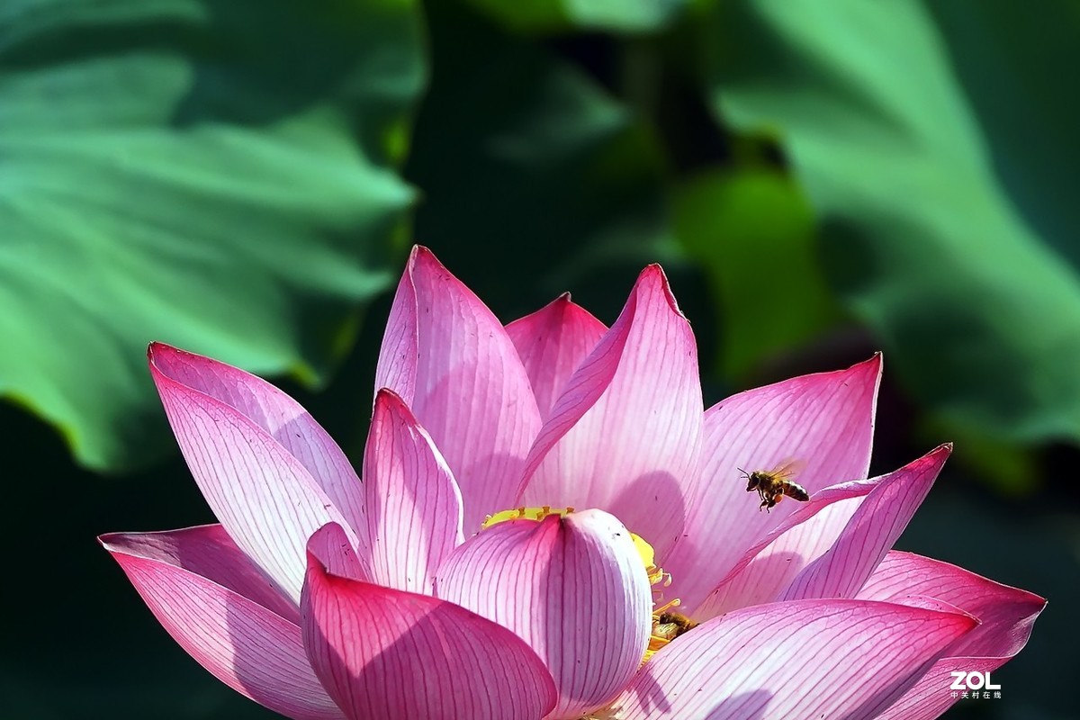 老箱底_荷花与小蜜蜂