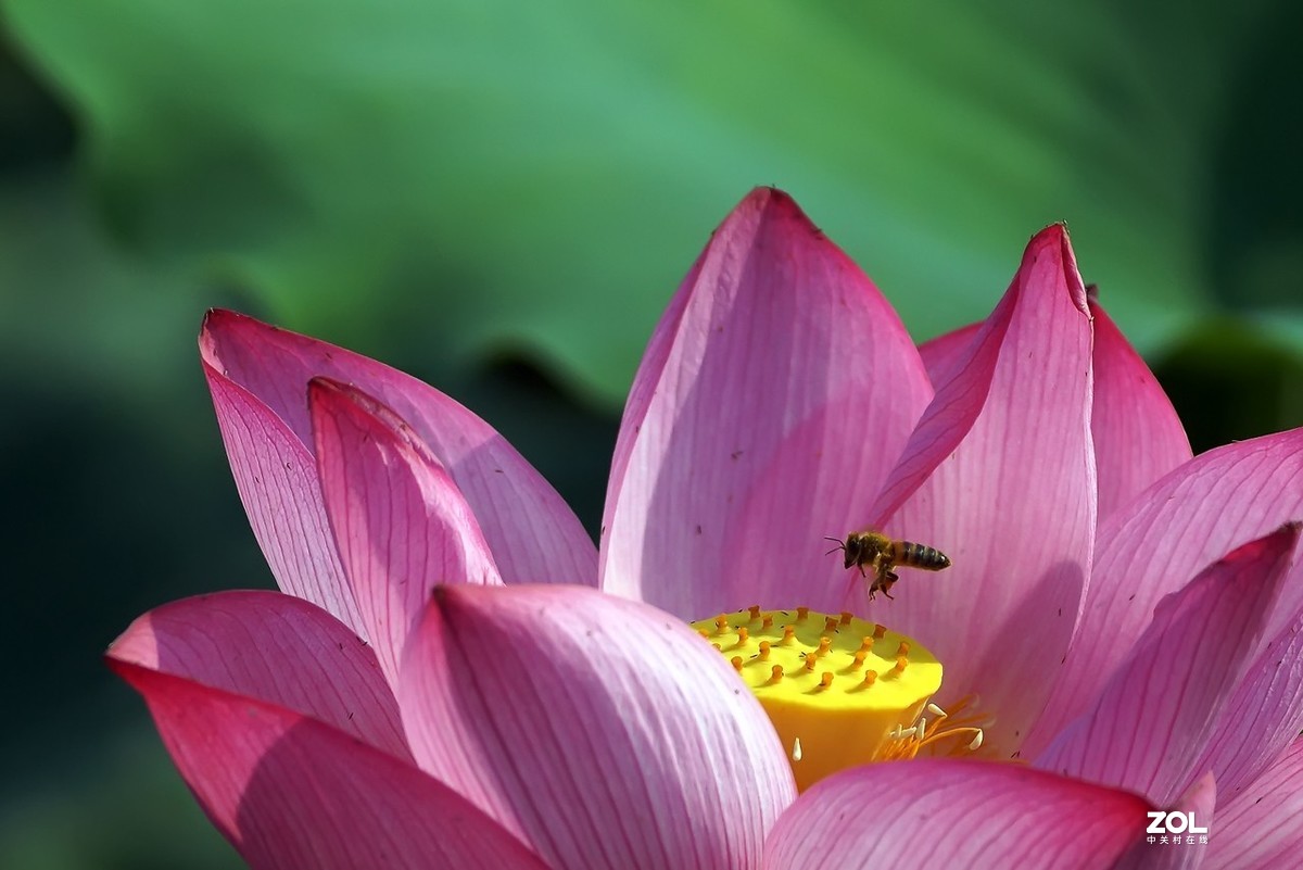 老箱底_荷花与小蜜蜂