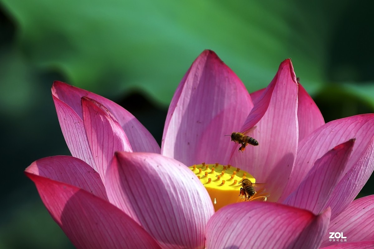 老箱底_荷花与小蜜蜂