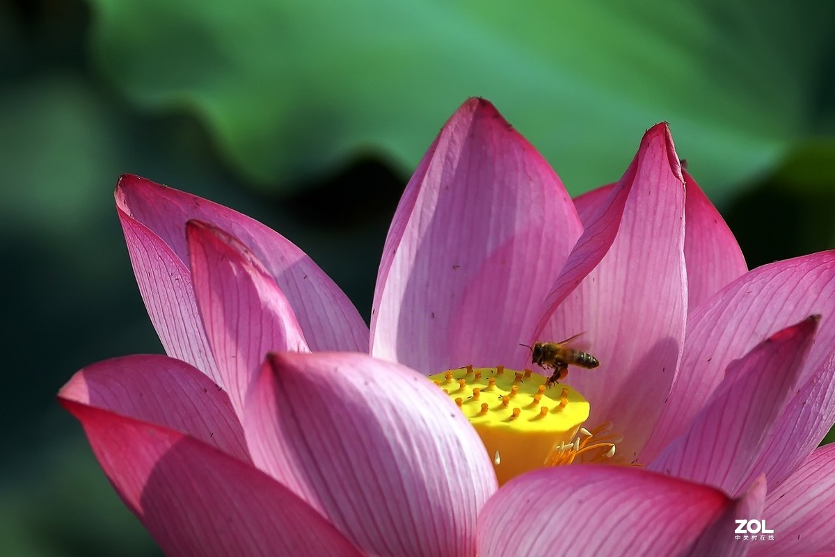 老箱底_荷花与小蜜蜂
