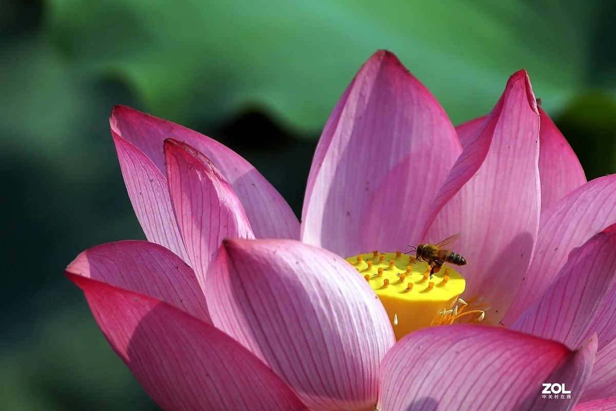 老箱底_荷花与小蜜蜂