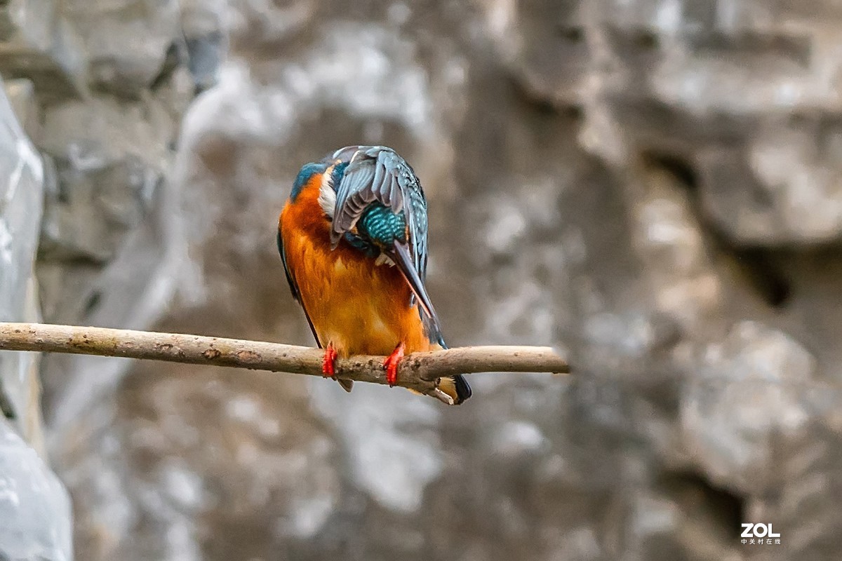 爱美会打扮的小翠