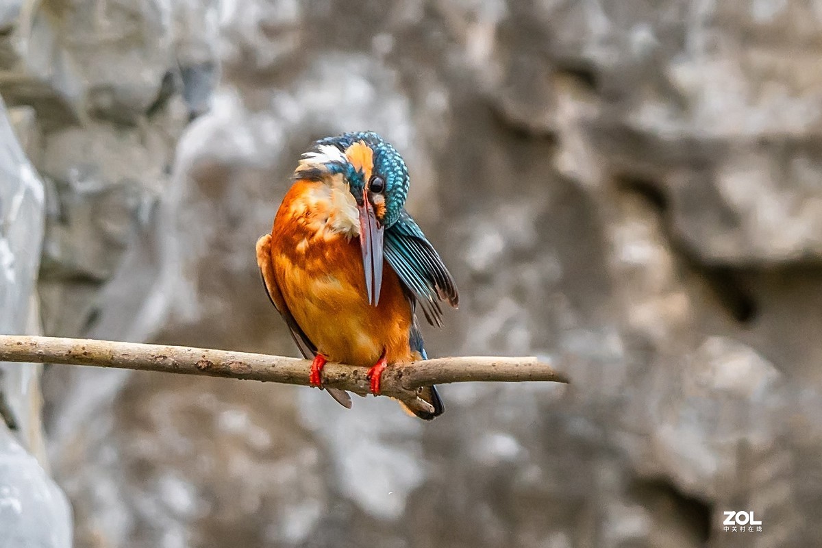 爱美会打扮的小翠