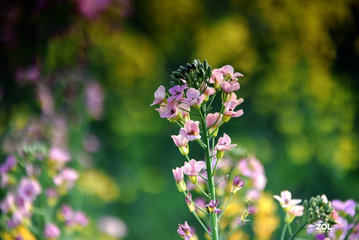 春花之多彩油菜花（10P），祝大家劳动节快乐！