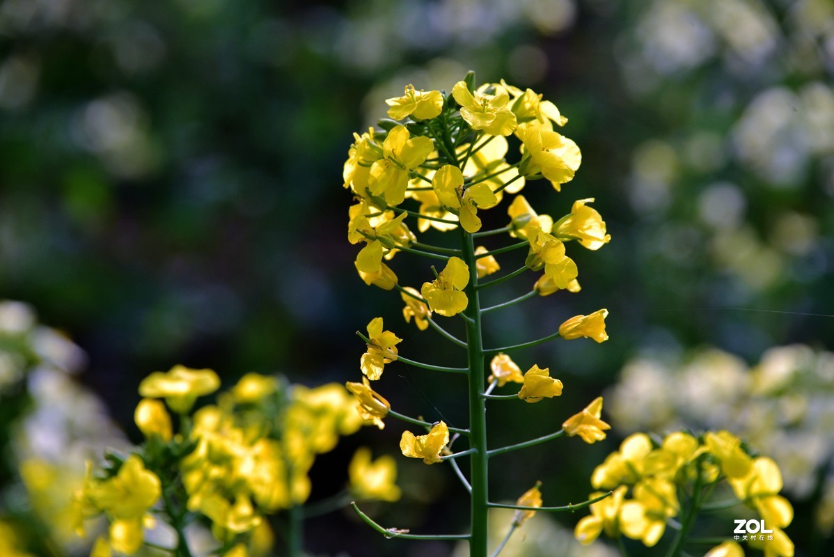 春花之多彩油菜花（10P），祝大家劳动节快乐！