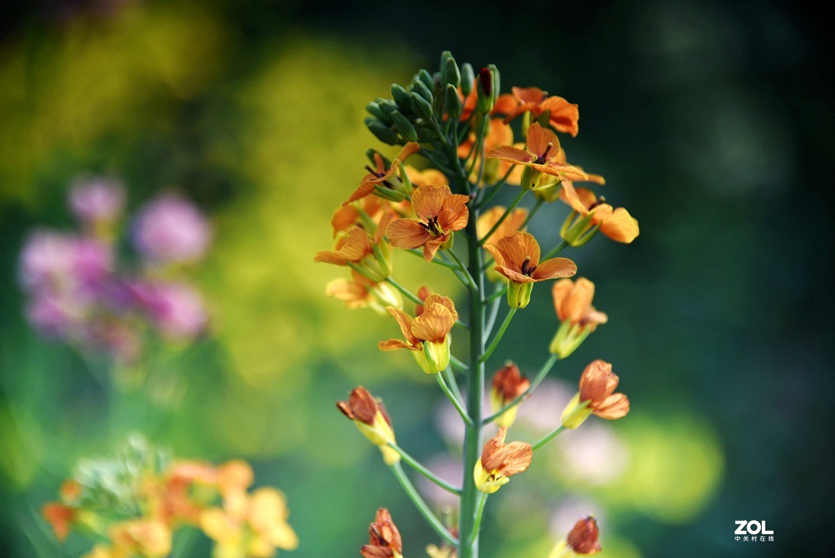 春花之多彩油菜花（10P），祝大家劳动节快乐！