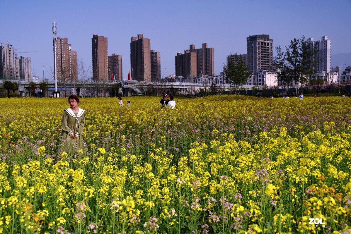春花之多彩油菜花（10P），祝大家劳动节快乐！