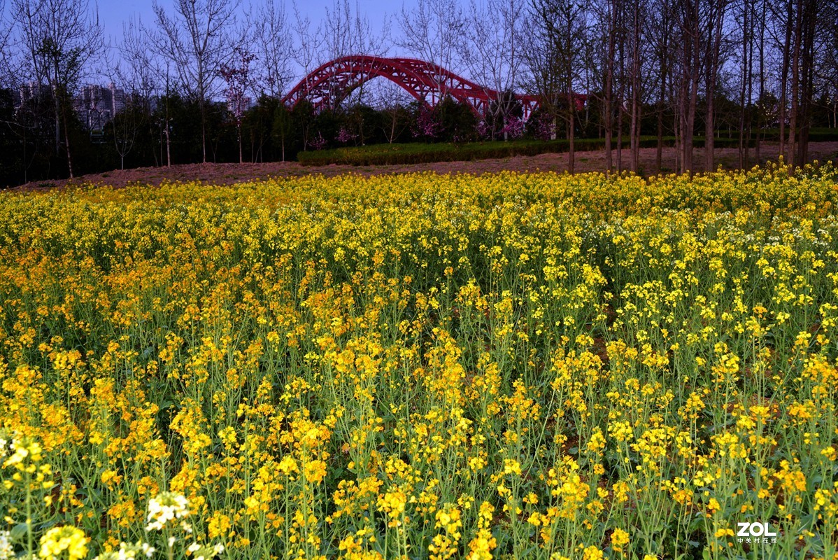 春花之多彩油菜花（10P），祝大家劳动节快乐！